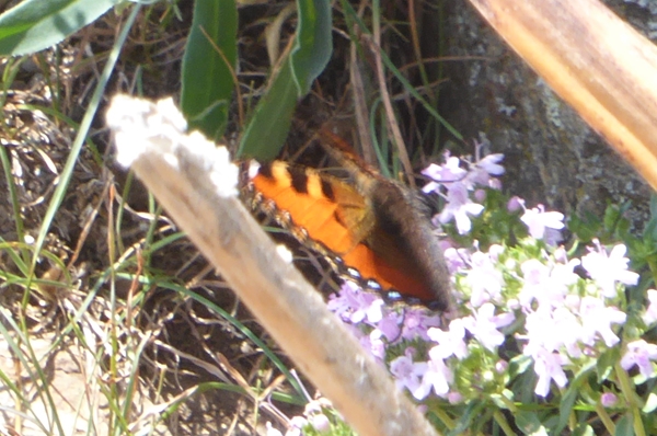 3 Diurna , Aglais ichnusa